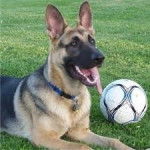 Wolfie - Berger Allemand M&acirc;le (3 ans)