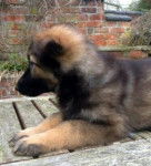 Rolfy! - Berger Allemand Mâle (3 mois)