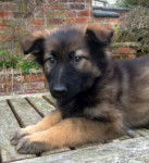 Rolfy! - Berger Allemand Mâle (3 mois)