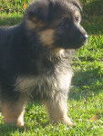 Kukai - Berger Allemand Mâle (4 mois)