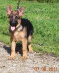 nickitta - Berger Allemand (7 mois)