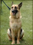 Killer - Berger Allemand Mâle (5 ans)
