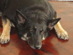 Baci - Berger Allemand (8 ans)
