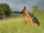 Lola - Berger Allemand (6 ans)