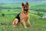 risse - Berger Allemand (2 ans)