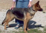 Sigi (Most recent pic) - Berger Allemand (3 ans)