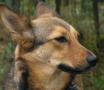 Fly - Berger Allemand M&acirc;le (1 an)