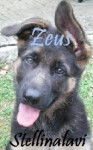 Zeus - Berger Allemand Mâle (7 mois)