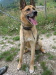 Bobby - Berger Allemand Mâle (9 ans)