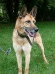 Bobby - Berger Allemand Mâle (9 ans)