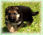 Rita - Berger Allemand (5 mois)