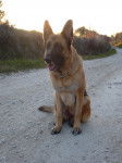 Cyla - Berger Allemand (7 ans)