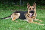 Sam K9 UNIT - Berger Allemand M&acirc;le (2 ans)
