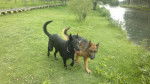 Rex y Princesa - Berger Allemand (2 ans)