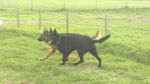 Rex y Princesa - Berger Allemand (2 ans)
