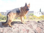 Rex - Berger Allemand M&acirc;le (2 ans)
