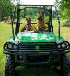 Gaomon & Leo - Berger Allemand Mâle (3 mois)