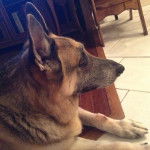 Princess - Berger Allemand (12 ans)