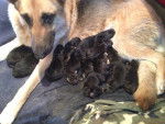 Lexi my dogs pups at 2 days - Berger Allemand