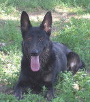 Bella - Berger Allemand (3 ans)