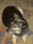 chipie - Berger Allemand (13 ans)