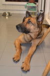 Bruma - Berger Allemand (4 ans)