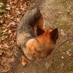 Bruma - Berger Allemand (5 ans)