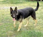 JT - Berger Allemand M&acirc;le (1 an)