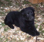 aker - Berger Allemand M&acirc;le (1 mois)