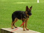Jaika - Berger Allemand (4 mois)