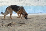 Un Berger Allemand renifle le sable au bord de la plage