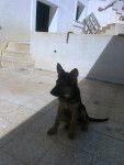 Elvis - Berger Allemand (7 mois)