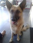Holly - Berger Allemand (4 ans)