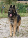 daho - Berger Allemand Mâle (2 ans)