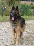 daho - Berger Allemand Mâle (2 ans)
