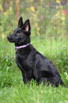 Emma - Berger Allemand (6 mois)