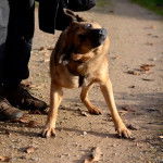 Bruma - Berger Allemand (5 ans)