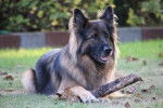 Quiny - Berger Allemand (8 ans)
