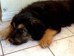 Dixie - Berger Allemand (3 mois)