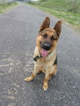 Yako - Berger Allemand M&acirc;le (4 ans)