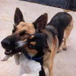 Lola - Berger Allemand (3 ans)