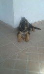 sasha - Berger Allemand (4 mois)