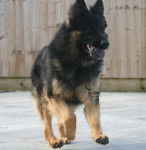 Gioss - Berger Allemand M&acirc;le (1 an)