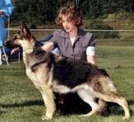 Berger Allemand - Berger Allemand