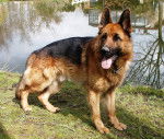 Champion du Haras des Loups - Berger Allemand