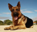 pastor alemao - Berger Allemand M&acirc;le (1 an)