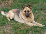 Vanille - Berger Allemand (6 ans)