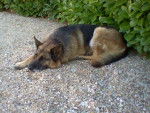 Cookie (chien de ma tante) - Berger Allemand (8 ans)