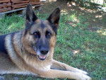 Cookie (chien de ma tante) - Berger Allemand (8 ans)