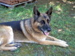 Cookie (chien de ma tante) - Berger Allemand (8 ans)